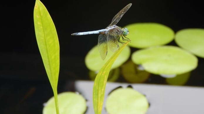 dragonfly North Carolina Botanical Gardens