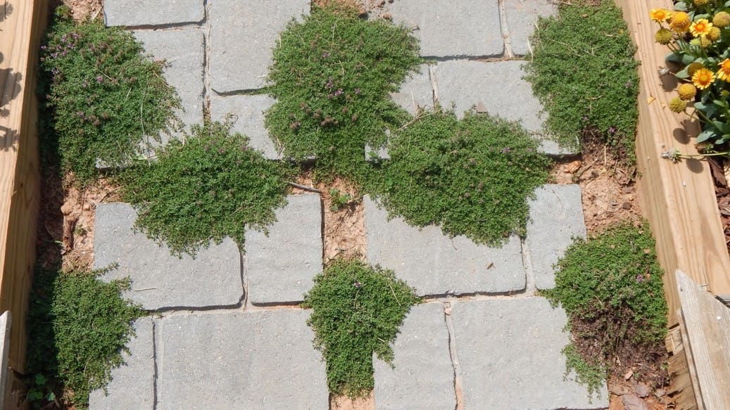 stone garden path